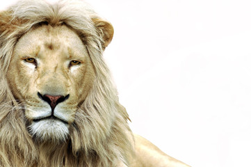 Der männliche Löwe als Porträt, der Löwenkopf von vorne mit seiner langen Mähne. Das...