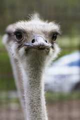 ostrich in the farm