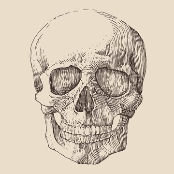 human skull, vintage illustration, engraved retro style