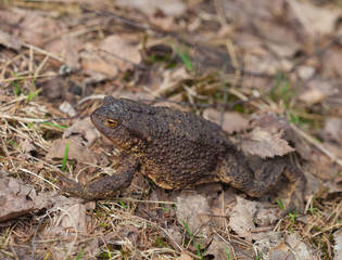 toad macro