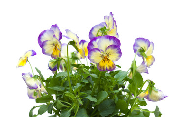 pansy