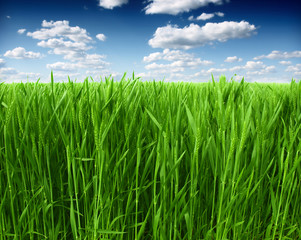 Wheat field against a blue sky