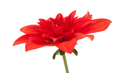 red dahlia