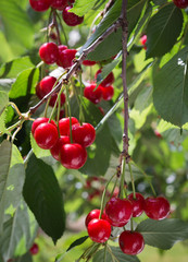 cherries on the branch