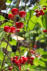 Obraz premium cherries on the branch