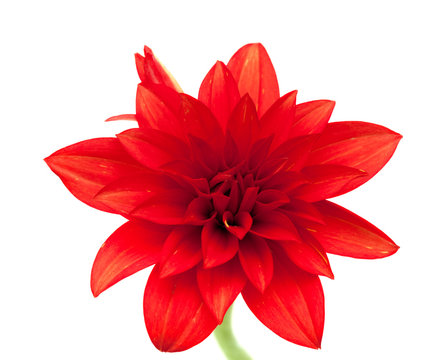 Red Dahlia