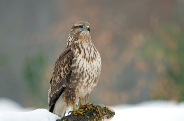 Common buzzard in winter