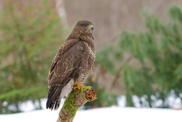 Common buzzard in winter