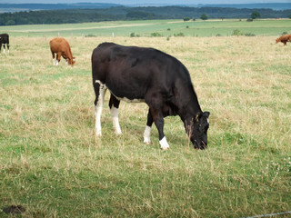 Cows grazing in field