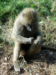 Close-up of a monkey