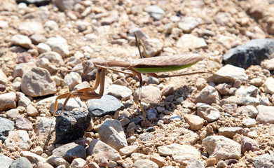 Close-up of a grasshopper
