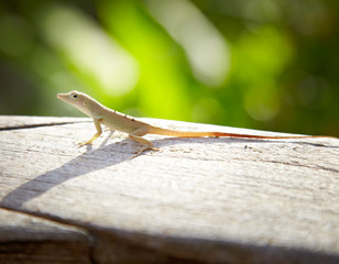 Close-up of a lizard, Jamaica