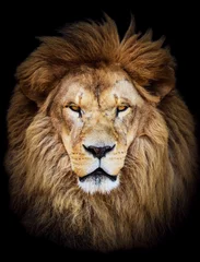 Fototapeten Porträt eines riesigen schönen männlichen afrikanischen Löwen gegen schwarzen Hintergrund © irishmaster