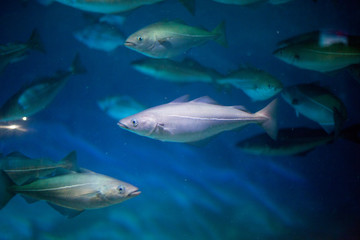 Obraz premium Fish in an aquarium