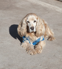 Domestic dog, Chile