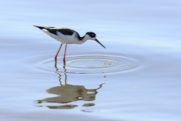 Black-necked Stilt