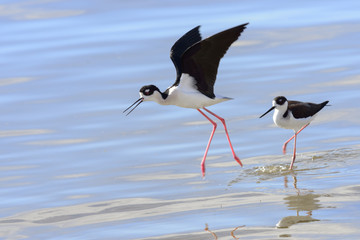Black-necked Stilt