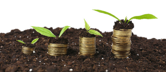 Business concept: golden coins in soil with young plants,