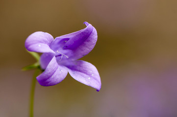 Fiore solitario