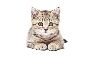 Kitten Scottish Straight