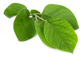 Obraz premium Beautiful green twig isolated on white