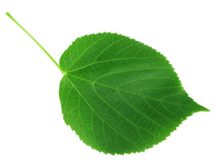 Obraz premium Green leave isolated on white