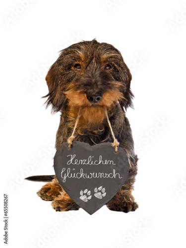 "Dackel mit Schieferherz, Herzlichen Glückwunsch" Stockfotos und