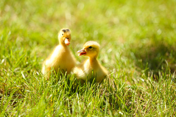 Little cute ducklings on green grass, outdoors