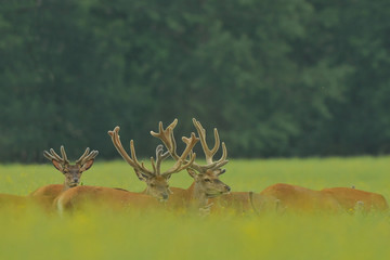 Red deer
