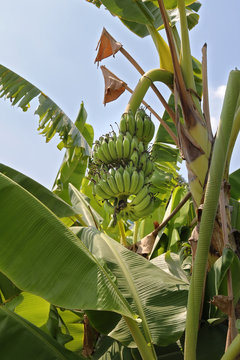 stem of green bananas