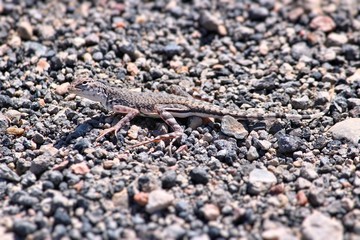 Zebra-tailed lizard