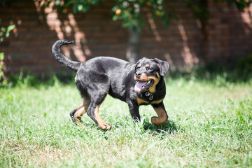 Rottweiler dog puppy