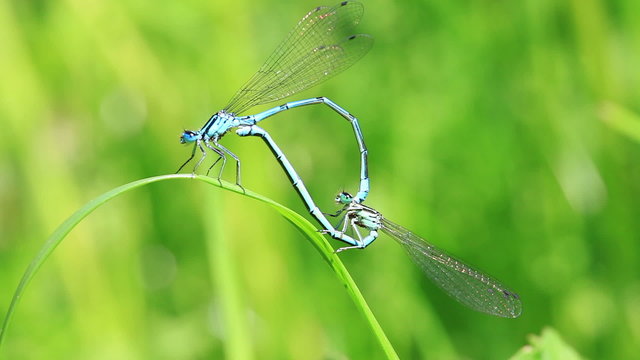 Azurjungfer bei der Paarung