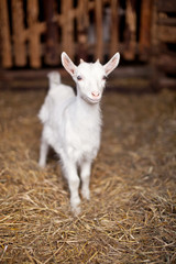 Little goatling