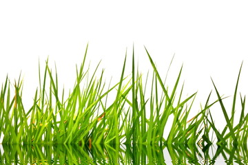 Green grass with reflection isolated on white background.