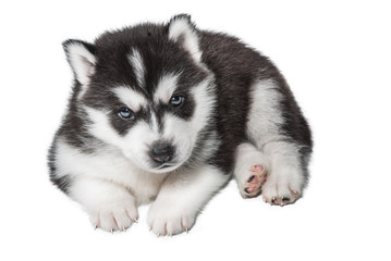 puppy Portrait - Husky