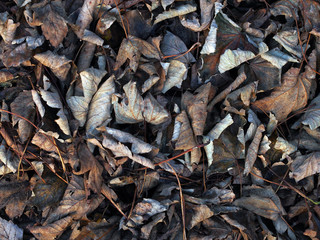 Leaves