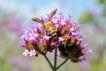 a bee on flowers