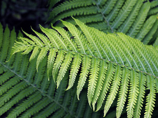 Fern