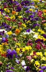 Pansies (Viola tricolor)