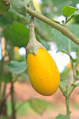 yellow eggplant on tree in garden