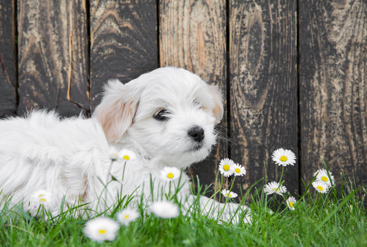 Baby dog: Coton de Tulear puppy for animal concepts.