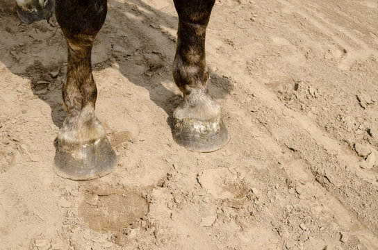 close up of horse hooves on sand