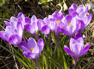 Purple crocuses