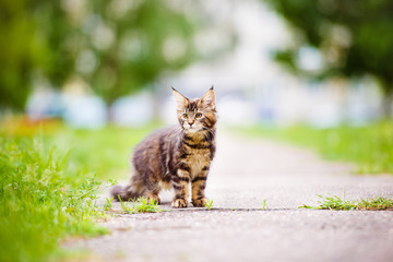 three months old maine coon kitten