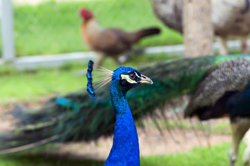 Peacock Head on Birds Background.