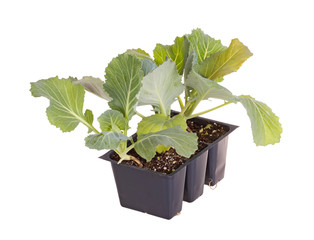 Three cabbage seedlings ready for transplanting