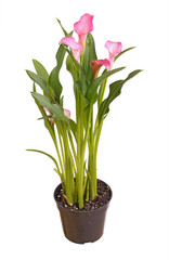 Potted pink calla lily isolated on white