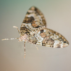 Spruce Carpet Moth