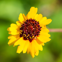 Blooming Coreopsis